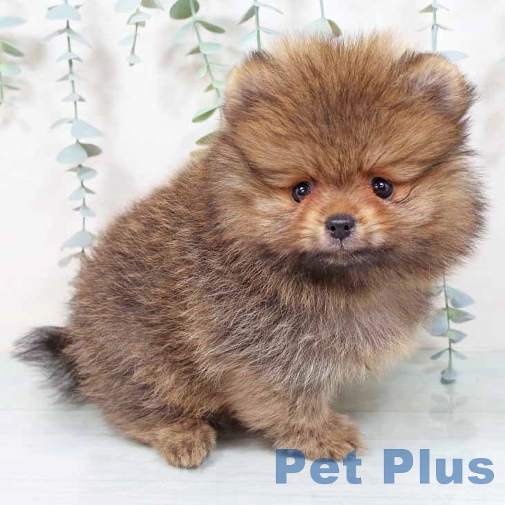 兵庫県のポメラニアン (ペットプラス 神戸三宮店/2025年9月23日生まれ/男の子/オレンジ)の子犬