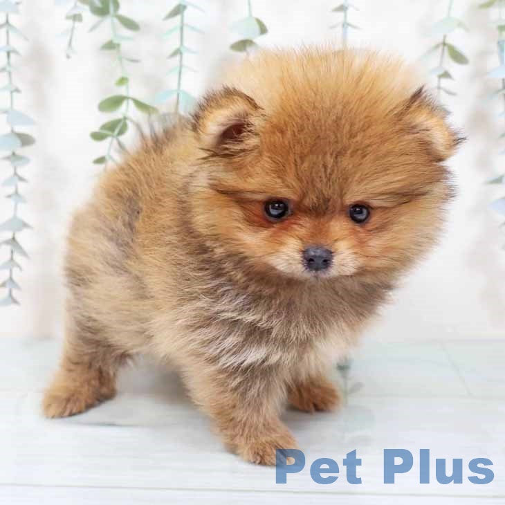 ポメラニアンの写真2