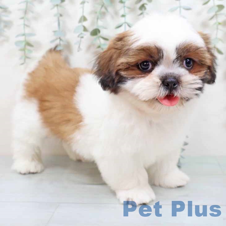 シー・ズーの写真2