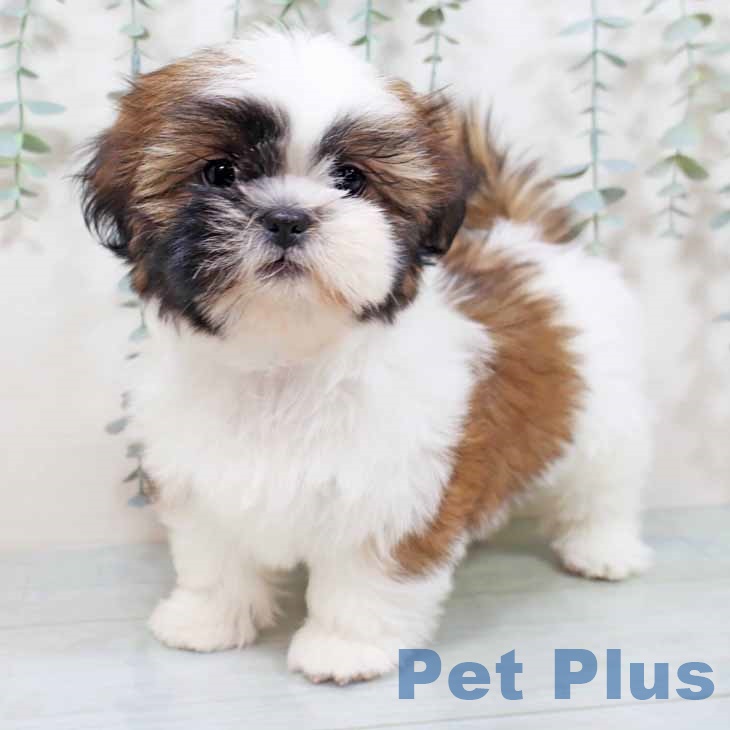 京都府のシーズー (ペットプラス 京都桂川店/2025年9月20日生まれ/女の子/ゴールドホワイト)の子犬の1枚目の画像