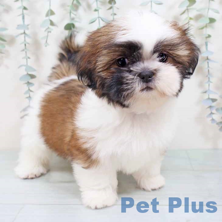 京都府のシーズー (ペットプラス 京都桂川店/2025年9月20日生まれ/女の子/ゴールドホワイト)の子犬の2枚目の画像