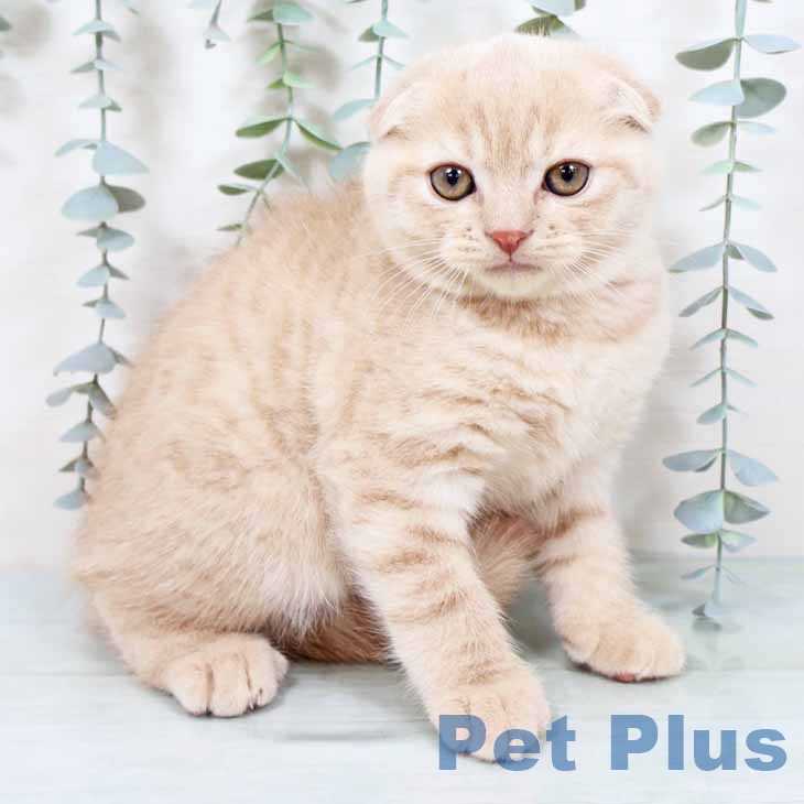 大阪府のスコティッシュフォールド (ペットプラス イオン大日店/2025年9月22日生まれ/男の子/クリームタビー)の子猫の1枚目の画像