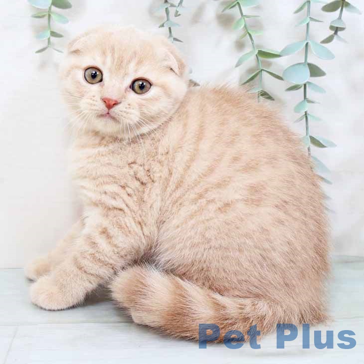 大阪府のスコティッシュフォールド (ペットプラス イオン大日店/2025年9月22日生まれ/男の子/クリームタビー)の子猫の2枚目の画像