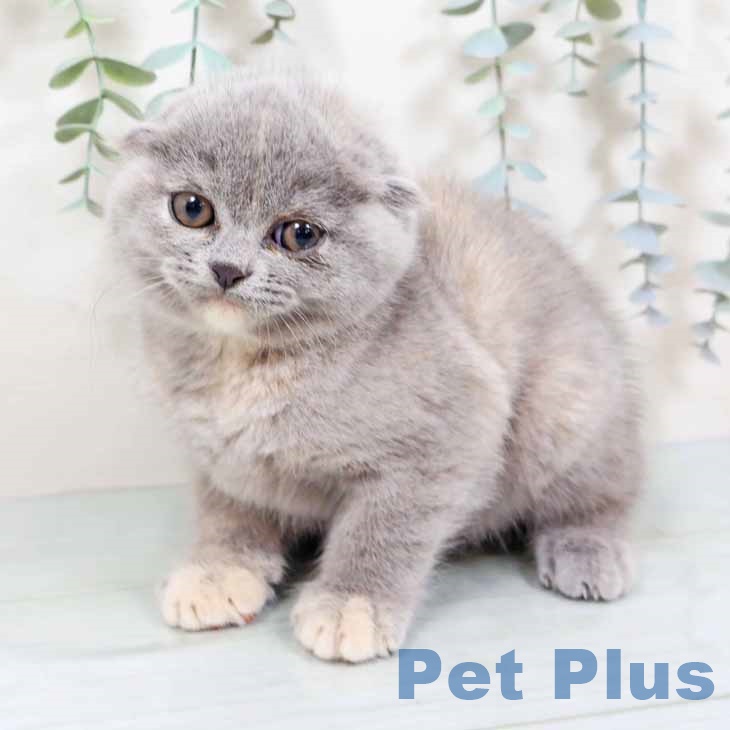 大阪府のスコティッシュフォールド (ペットプラス 四條畷店/2025年9月22日生まれ/女の子/ブルークリーム)の子猫の1枚目の画像