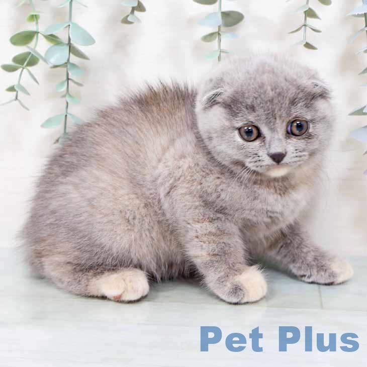 大阪府のスコティッシュフォールド (ペットプラス 四條畷店/2025年9月22日生まれ/女の子/ブルークリーム)の子猫の2枚目の画像