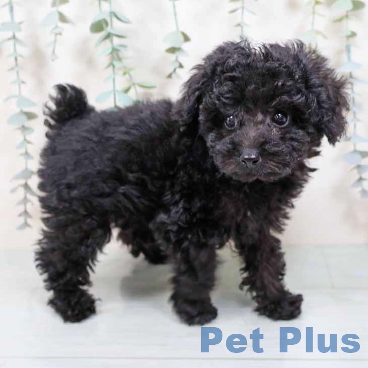 トイ・プードル