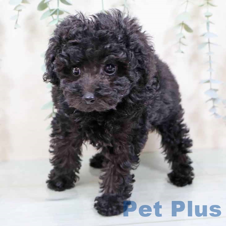 トイ・プードル