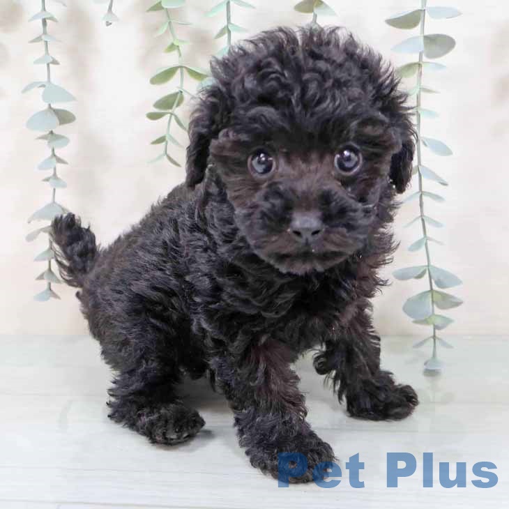 京都府のトイプードル(トイ) (ペットプラス 京都桂川店/2025年9月24日生まれ/男の子/ブラック)の子犬の1枚目の画像
