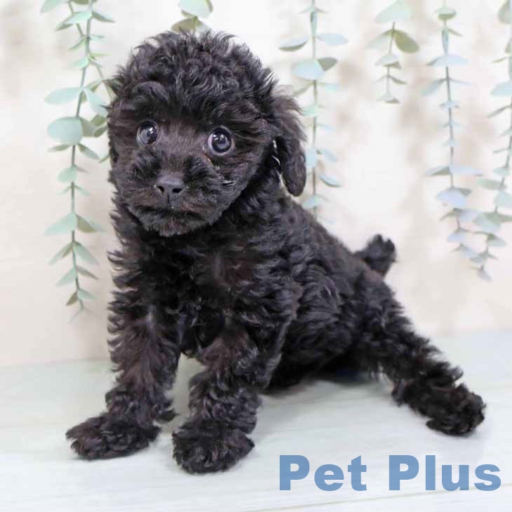 京都府のトイプードル(トイ) (ペットプラス 京都桂川店/2025年9月24日生まれ/男の子/ブラック)の子犬の2枚目の画像
