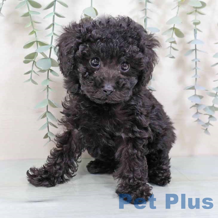 大阪府のトイプードル(トイ) (ペットプラス イオン大日店/2025年9月24日生まれ/男の子/ブラック)の子犬の2枚目の画像