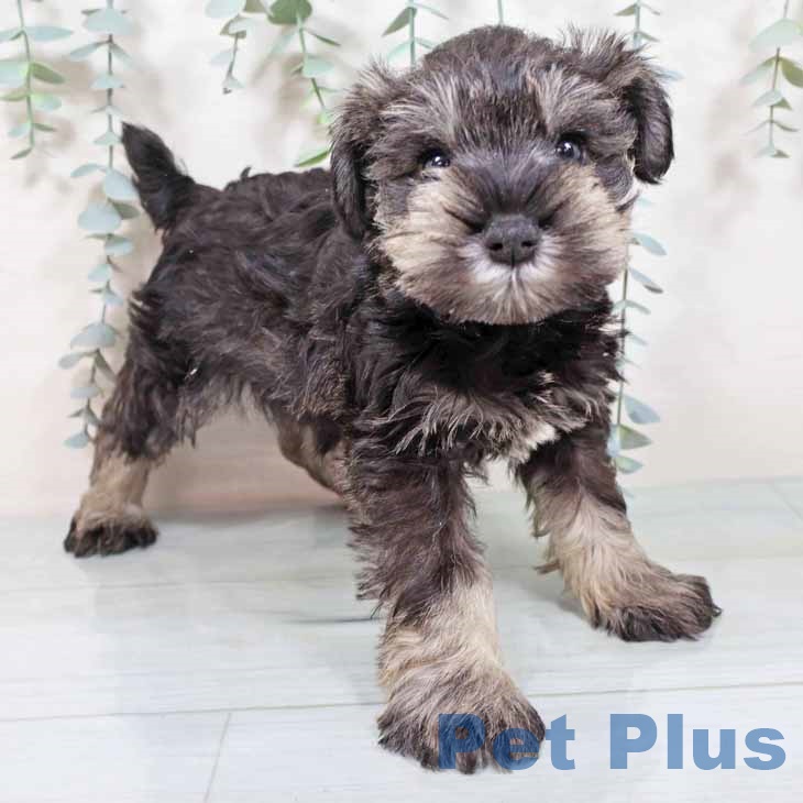 ミニチュア・シュナウザー