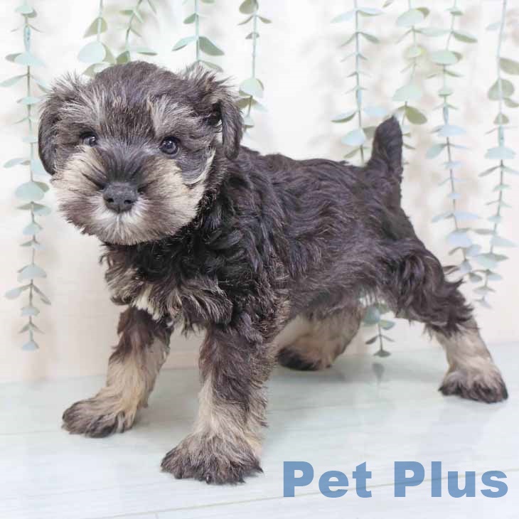 ミニチュア・シュナウザー