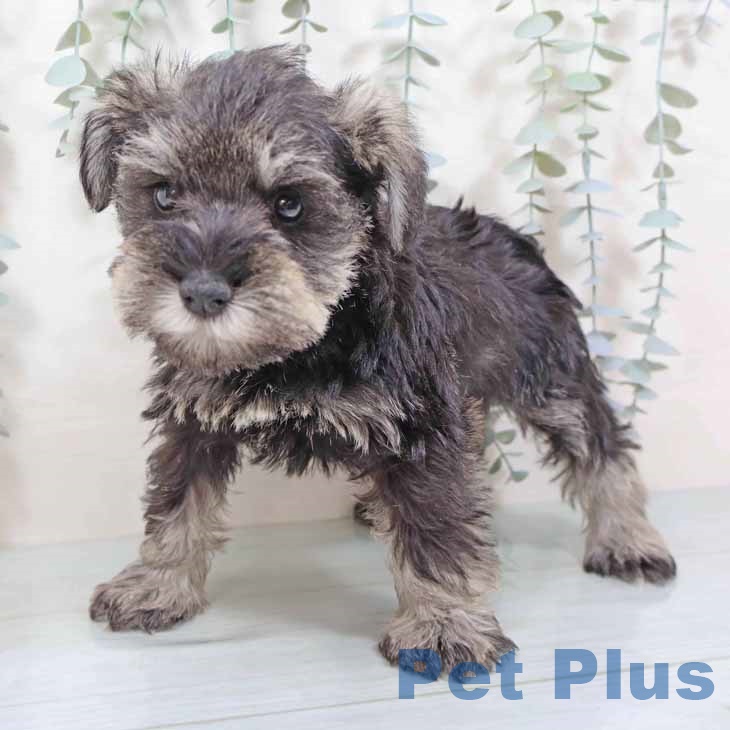 ミニチュア・シュナウザー