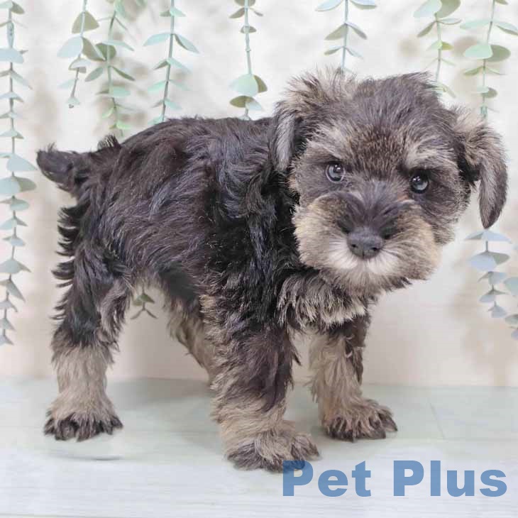 ミニチュア・シュナウザーの写真2