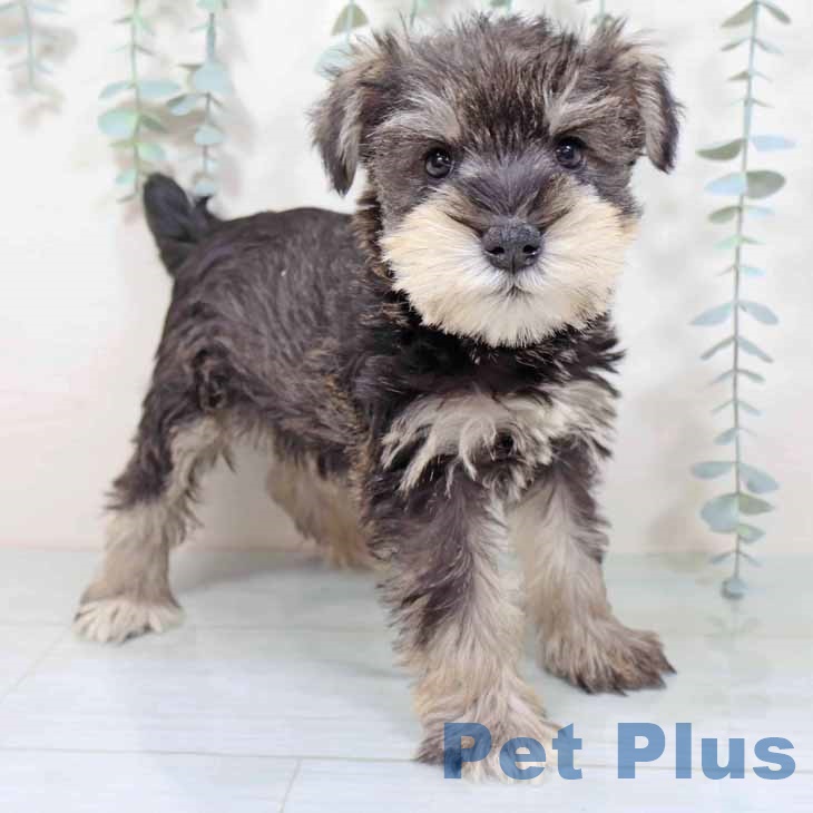 ミニチュア・シュナウザー