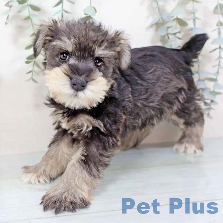 ミニチュア・シュナウザーの写真2