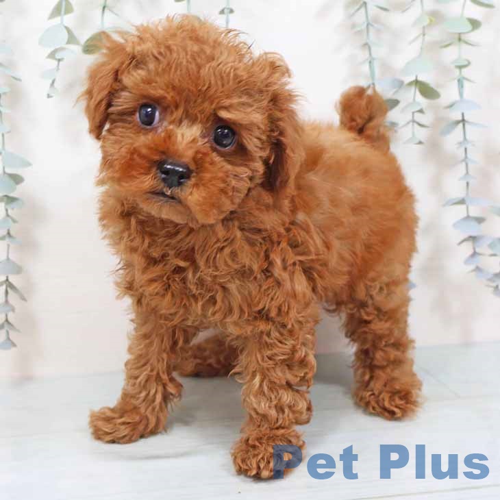 大阪府のトイプードル(トイ) (ペットプラス 堺鉄砲町店/2025年9月19日生まれ/男の子/レッドフォーン)の子犬の2枚目の画像