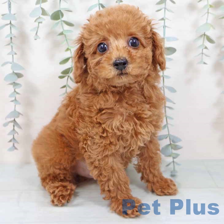 大阪府のトイプードル(トイ) (ペットプラス 堺北花田店/2025年9月19日生まれ/男の子/レッドフォーン)の子犬の1枚目の画像