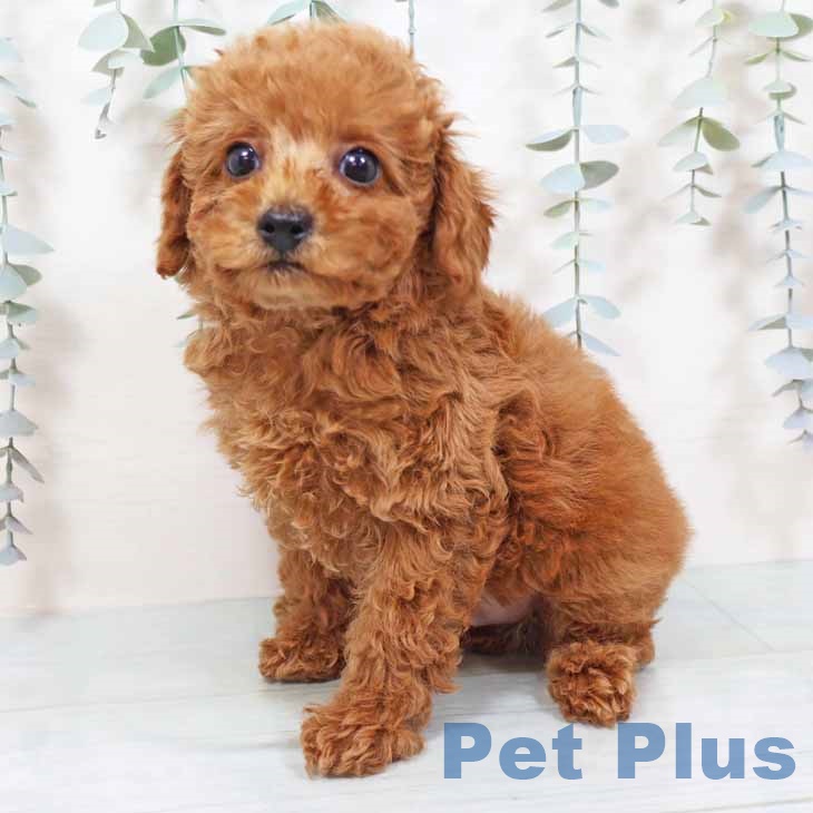 大阪府のトイプードル(トイ) (ペットプラス 堺北花田店/2025年9月19日生まれ/男の子/レッドフォーン)の子犬の2枚目の画像