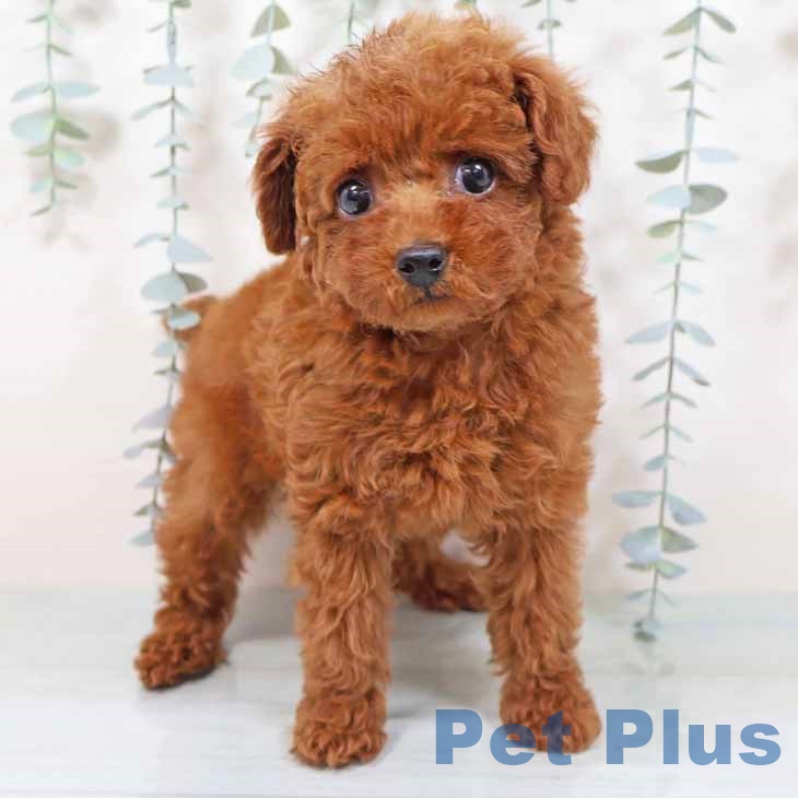 大阪府のトイプードル(トイ) (ペットプラス ららぽーと和泉店/2025年9月19日生まれ/女の子/レッドフォーン)の子犬の1枚目の画像