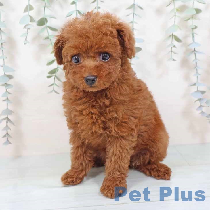 大阪府のトイプードル(トイ) (ペットプラス ららぽーと和泉店/2025年9月19日生まれ/女の子/レッドフォーン)の子犬の2枚目の画像