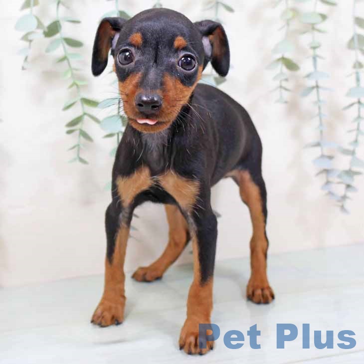 大阪府のミニチュアピンシャー (ペットプラス イオン大日店/2025年9月24日生まれ/女の子/ブラックタン)の子犬の1枚目の画像