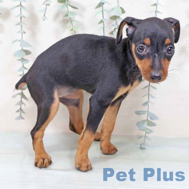 大阪府のミニチュアピンシャー (ペットプラス イオン大日店/2025年9月24日生まれ/女の子/ブラックタン)の子犬の2枚目の画像