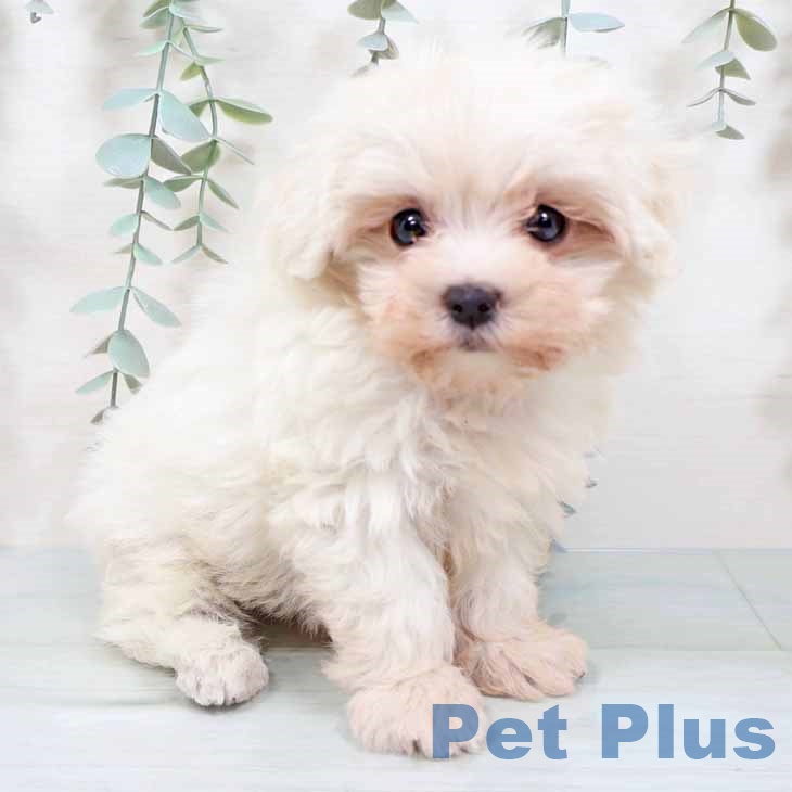 群馬県のマルチーズ (ペットプラス 前橋店/2025年9月23日生まれ/男の子/ホワイト)の子犬の1枚目の画像