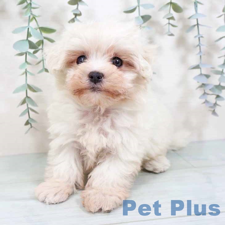 群馬県のマルチーズ (ペットプラス 前橋店/2025年9月23日生まれ/男の子/ホワイト)の子犬の2枚目の画像