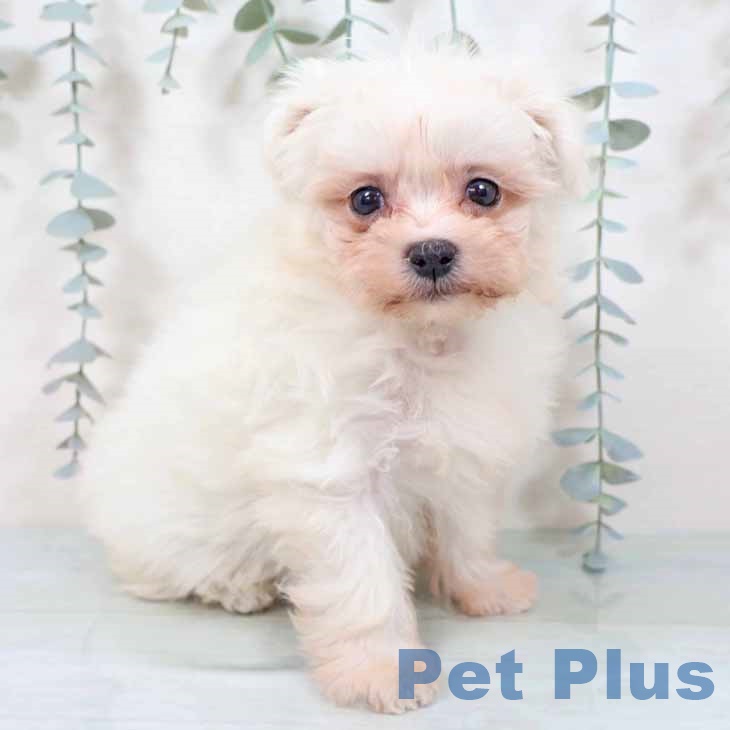 千葉県のマルチーズ (ペットプラス 成田店/2025年9月23日生まれ/女の子/ホワイト)の子犬の1枚目の画像