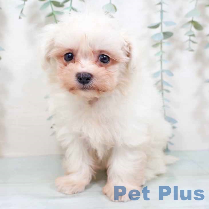 千葉県のマルチーズ (ペットプラス 成田店/2025年9月23日生まれ/女の子/ホワイト)の子犬の2枚目の画像