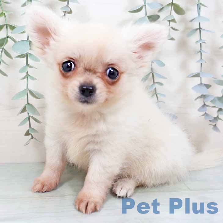 大阪府のチワワ(ロング) (ペットプラス 堺鉄砲町店/2025年9月24日生まれ/女の子/クリームホワイト)の子犬の1枚目の画像