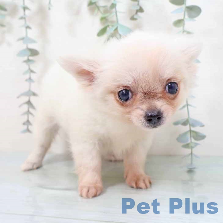 大阪府のチワワ(ロング) (ペットプラス 堺鉄砲町店/2025年9月24日生まれ/女の子/クリームホワイト)の子犬の2枚目の画像