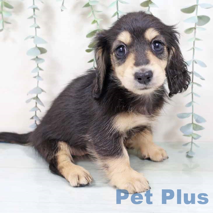 京都府のミニチュアダックスフンド(ロング) (ペットプラス 京都桂川店/2025年9月24日生まれ/女の子/ブラックイエロー)の子犬の1枚目の画像