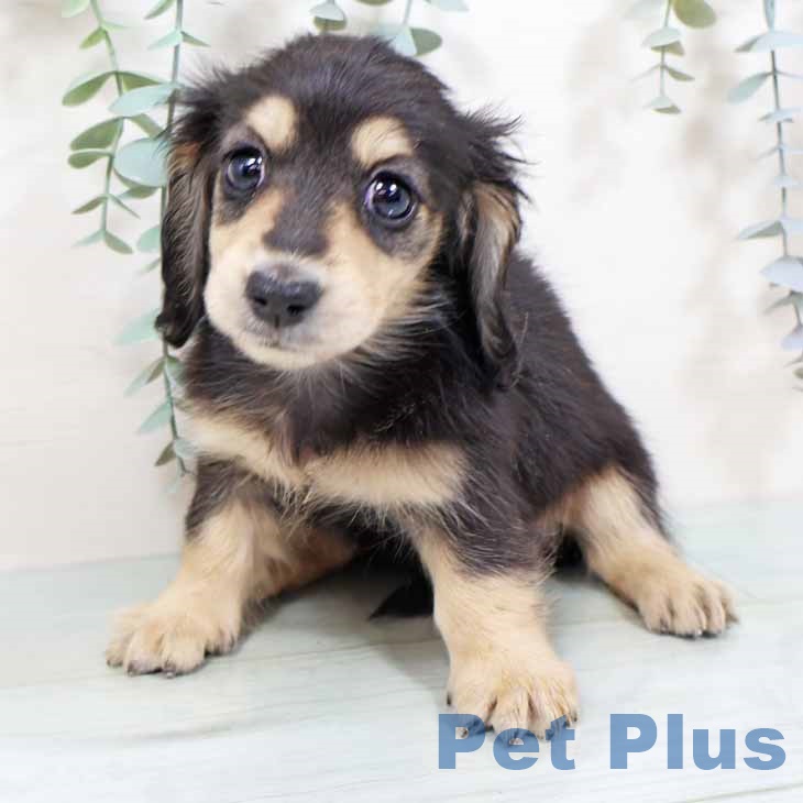 京都府のミニチュアダックスフンド(ロング) (ペットプラス 京都桂川店/2025年9月24日生まれ/女の子/ブラックイエロー)の子犬の2枚目の画像