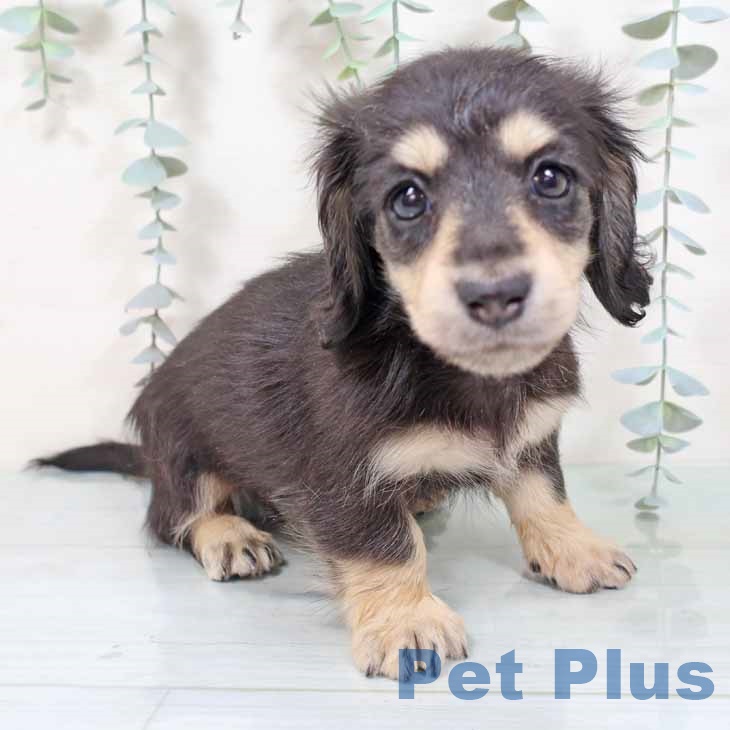 大阪府のミニチュアダックスフンド(ロング) (ペットプラス イオン大日店/2025年9月24日生まれ/女の子/ブラックイエロー)の子犬の1枚目の画像