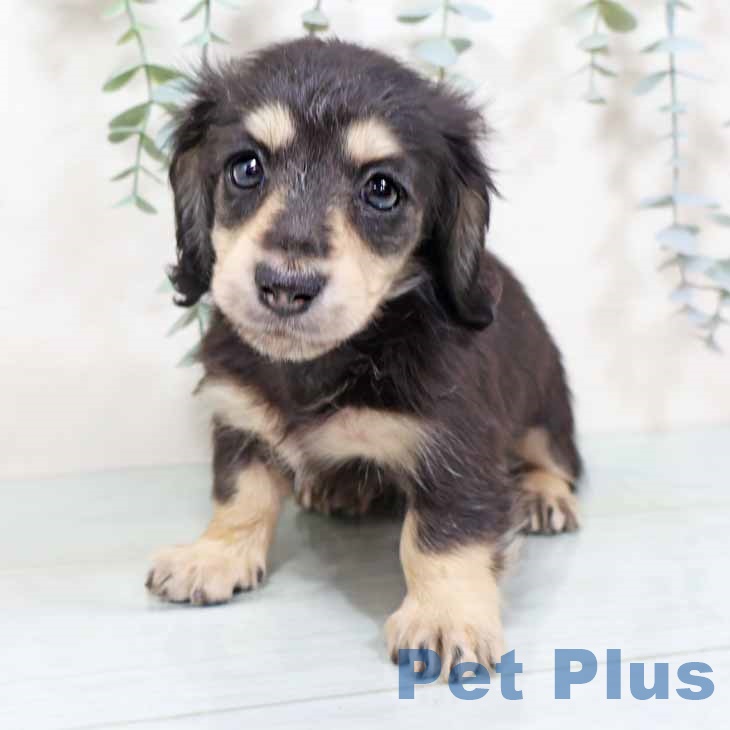 大阪府のミニチュアダックスフンド(ロング) (ペットプラス イオン大日店/2025年9月24日生まれ/女の子/ブラックイエロー)の子犬の2枚目の画像