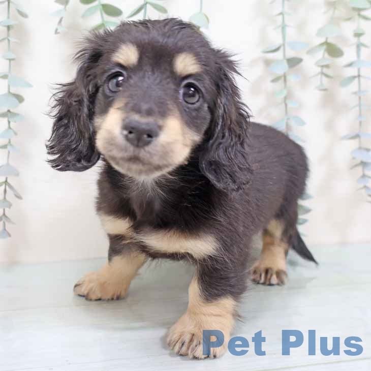 ミニチュア・ダックスフンド