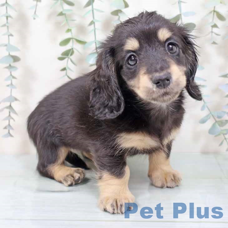 ミニチュア・ダックスフンドの写真2