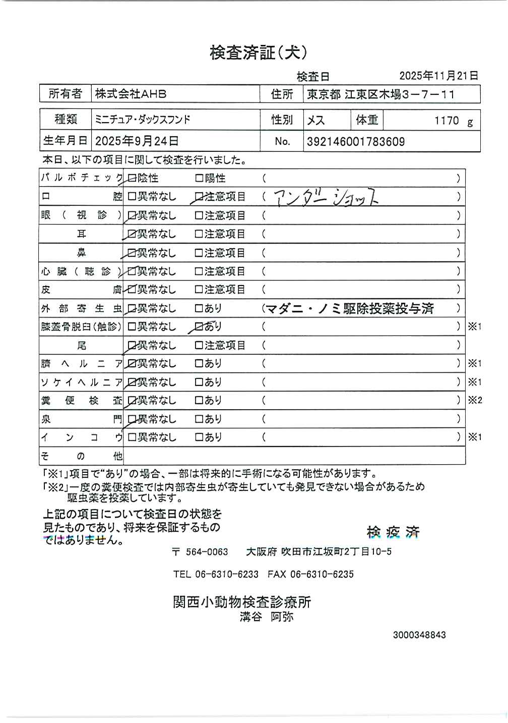 ミニチュア・ダックスフンド