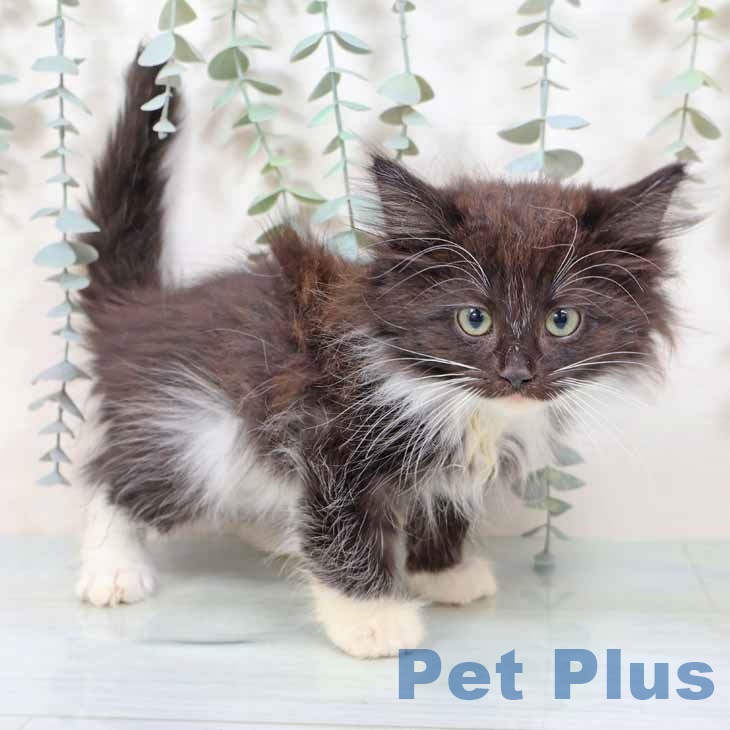 ノルウェージャンフォレストキャット