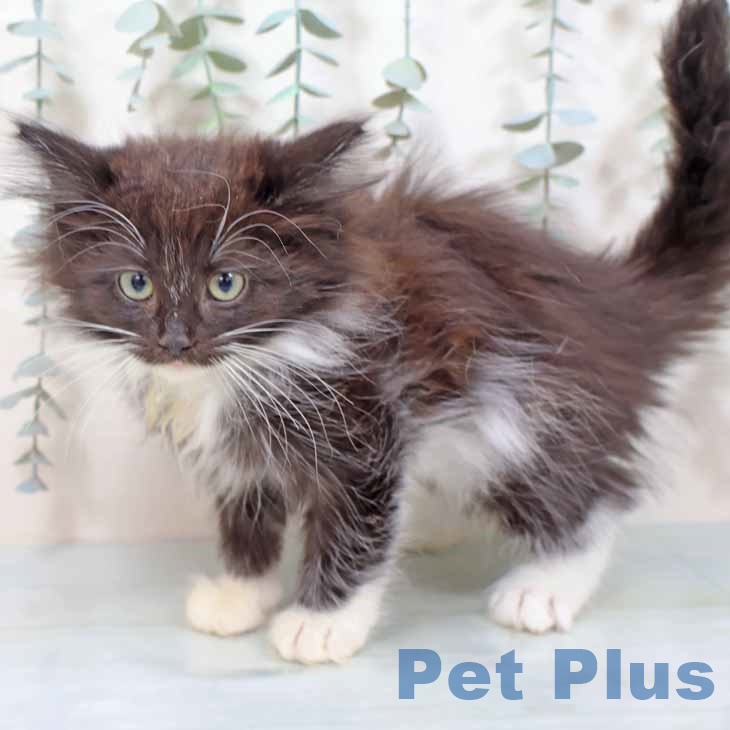 ノルウェージャンフォレストキャットの写真2