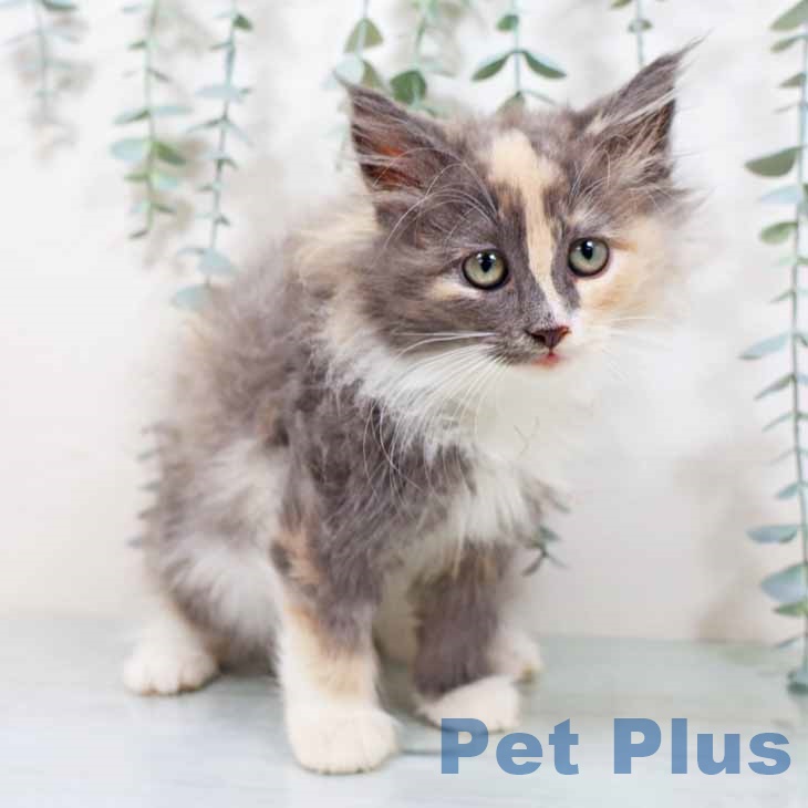 京都府のノルウェージャンフォレストキャット (ペットプラス 久御山店/2025年9月5日生まれ/女の子/ダイリュートキャリコ)の子猫の1枚目の画像