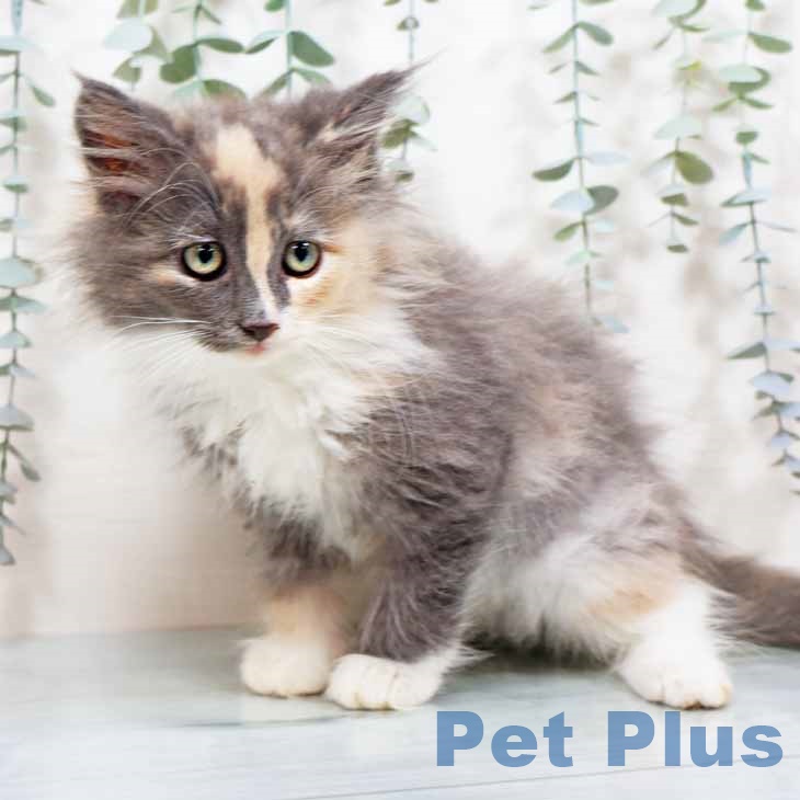京都府のノルウェージャンフォレストキャット (ペットプラス 久御山店/2025年9月5日生まれ/女の子/ダイリュートキャリコ)の子猫の2枚目の画像