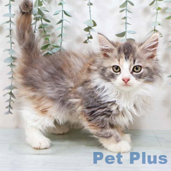 大阪府のノルウェージャンフォレストキャット (ペットプラス イオン大日店/2025年9月5日生まれ/女の子/ブルーパッチドタビーホワイト)の子猫の1枚目の画像