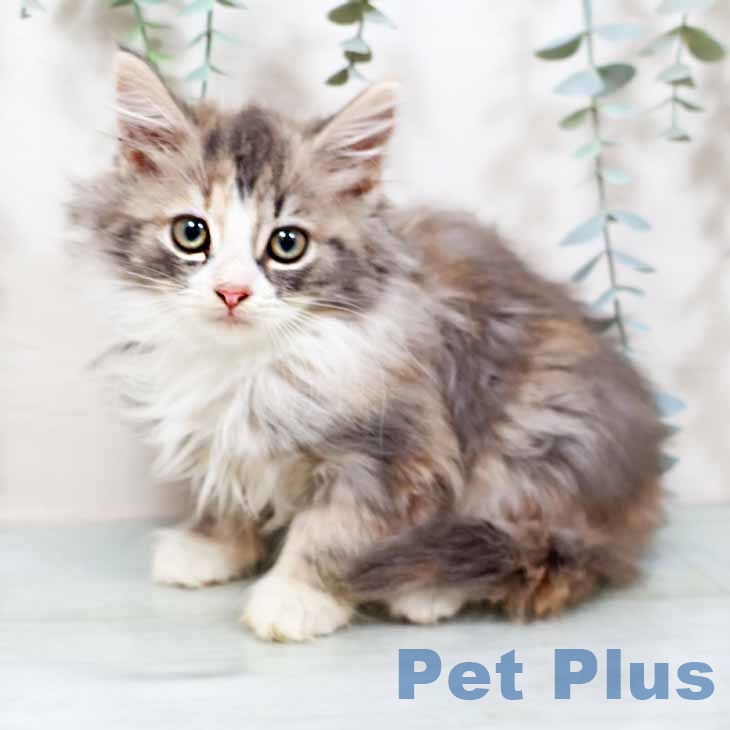 大阪府のノルウェージャンフォレストキャット (ペットプラス イオン大日店/2025年9月5日生まれ/女の子/ブルーパッチドタビーホワイト)の子猫の2枚目の画像