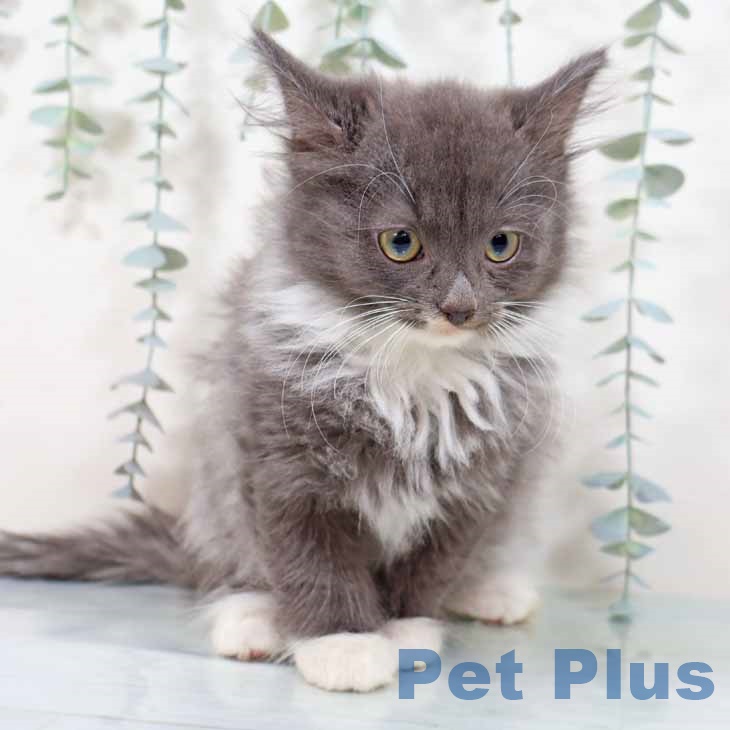 京都府のノルウェージャンフォレストキャット (ペットプラス イオンモールKYOTO店/2025年9月5日生まれ/女の子/ブルーホワイト)の子猫の1枚目の画像