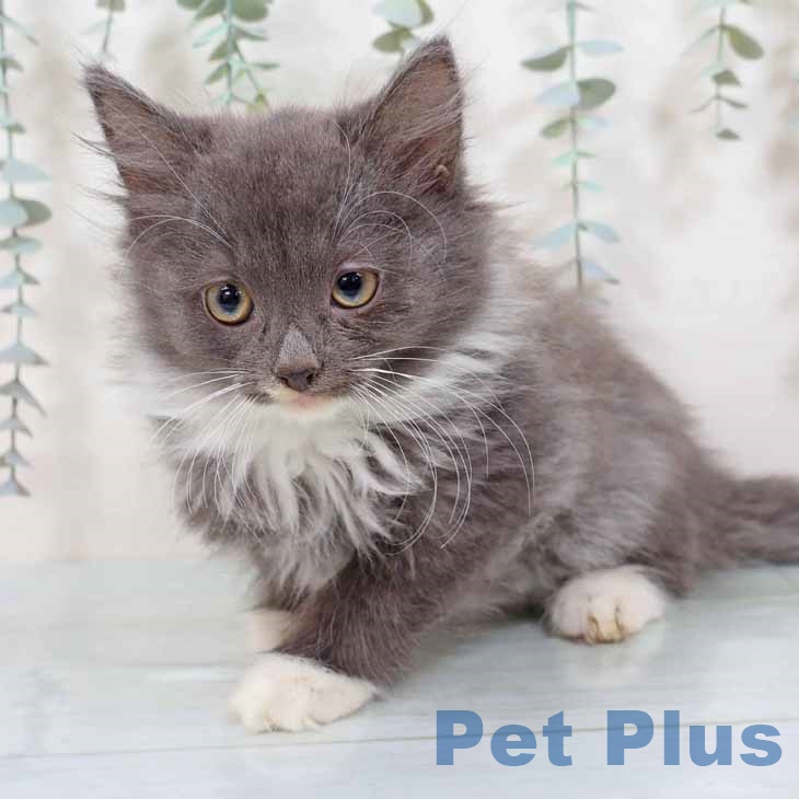 京都府のノルウェージャンフォレストキャット (ペットプラス イオンモールKYOTO店/2025年9月5日生まれ/女の子/ブルーホワイト)の子猫の2枚目の画像
