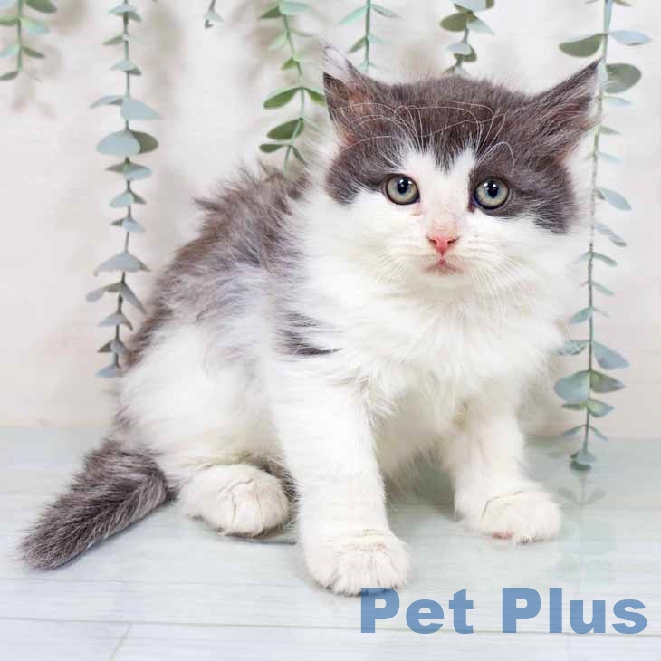 福岡県のノルウェージャンフォレストキャット (ペットプラス 春日店/2025年9月20日生まれ/男の子/ブルーホワイト)の子猫