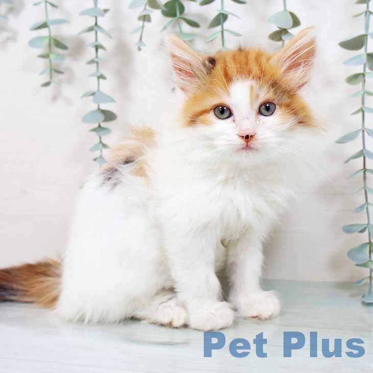 福岡県のノルウェージャンフォレストキャット (ペットプラス 福岡伊都店/2025年9月20日生まれ/女の子/ブラウンパッチドタビーホワイト)の子猫